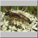 Tenthredo notha - Blattwespe 01.jpg